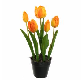 TULIP X5 IN POT 36CM ORANGE