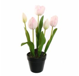 TULIP X5 IN POT 36CM PINK