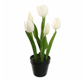 TULIP X5 IN POT 36CM WHITE