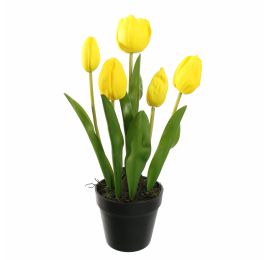 TULIP X5 IN POT 36CM YELLOW
