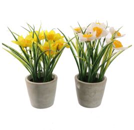 DAFFODIL IN POT 25CM ASSORTED