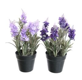 LAVENDER IN POT 23CM ASSORTED