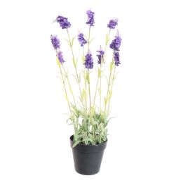 LAVENDER IN POT 50CM LAVENDER