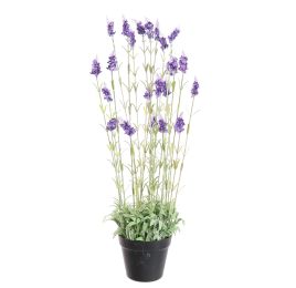 LAVENDER IN POT 75CM LAVENDER