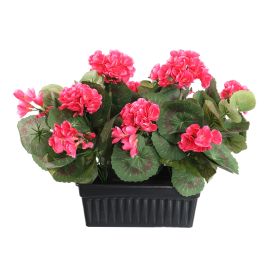 GERANIUM IN RECT POT 30CM BEAUTY