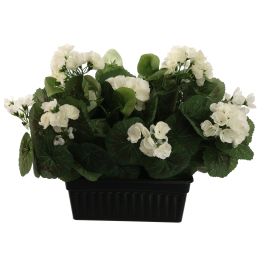GERANIUM IN RECT POT 30CM CREAM