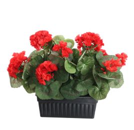 GERANIUM IN RECT POT 30CM RED
