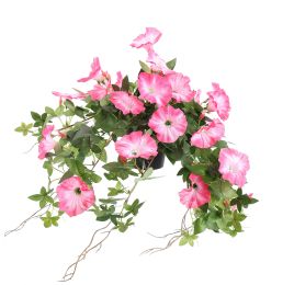 HANGING MORNING GLORY IN POT 66CM BEAUTY