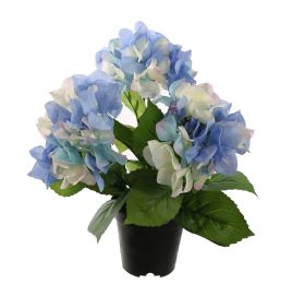 HYDRANGEA IN POT 35CM BLUE