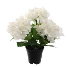 HYDRANGEA IN POT 35CM CREAM