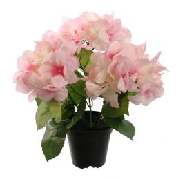 HYDRANGEA IN POT 35CM PINK