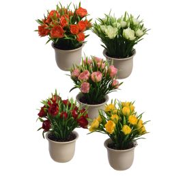 RANUNCULUS IN POT 15CM ASSORTED