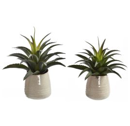 LARGE AGAVE IN POT 31CM ASSORTED