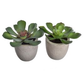 ECHEVERIA IN POT 13CM ASSORTED