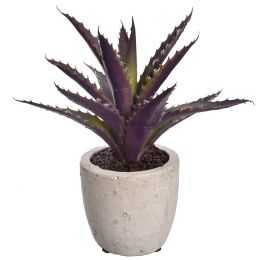 ALOE IN POT 22CM PURPLE