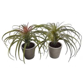 TILLANDSIA IN POT 22CM GREEN