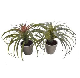 LARGE TILLANDSIA IN POT 26CM GREEN