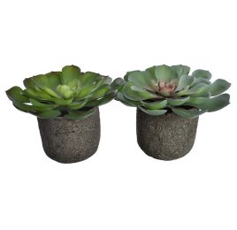 ECHEVERIA IN POT 14CM GREEN