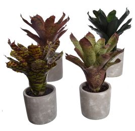 PINEAPPLE PLANT IN POT 28CM ASSORTED