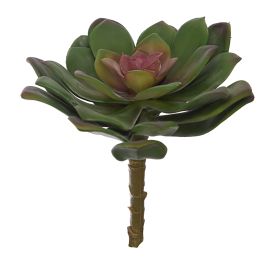 MEDIUM ECHEVERIA 15CM GREEN