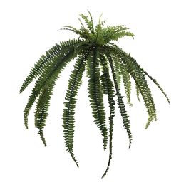 BOSTON FERN 120CM GREEN