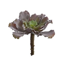 SUCCULENT 13CM GREEN PURPLE