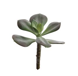 SMALL AGAVE 13CM GREEN