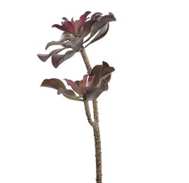 AGAVE X 2 H 51CM GREEN RED