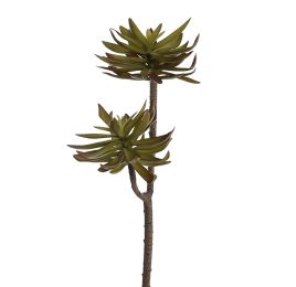 ECHEVERIA X 2 52CM GREEN