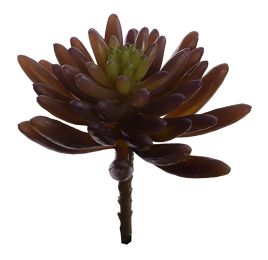 MEDIUM ECHEVERIA 17CM BURGUNDY
