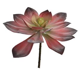 LARGE ECHEVERIA DIA 32CM RED