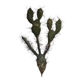 PRICKLY CACTUS 54CM GREEN