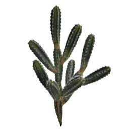 CACTUS 43CM GREEN