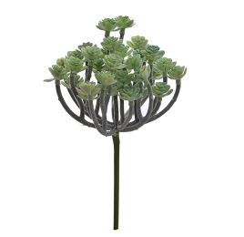 MINI ECHEVERIA BUSH 22CM GREEN