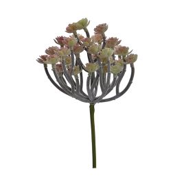 MINI ECHEVERIA BUSH 22CM RED GREEN
