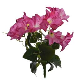 PETUNIA BUSH X 6 35CM BEAUTY