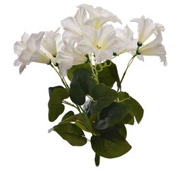 PETUNIA BUSH X 6 35CM CREAM
