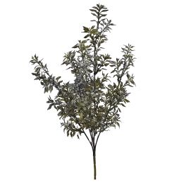TEA LEAVES BUSH GREEN