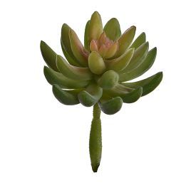ECHEVERIA PICK 14CM GREEN PINK