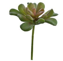 ECHEVERIA PICK 17CM GREEN PINK