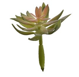 ECHEVERIA PICK 12CM GREEN PINK