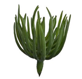 ECHEVERIA PICK 15CM GREEN