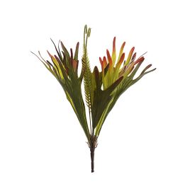 PLATYCERUM BUSH 39CM GREEN