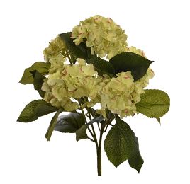 HYDRANGEA BUSH X 5 43M GREEN