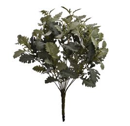 DUSTY MILLER BUSH X 12 GREEN