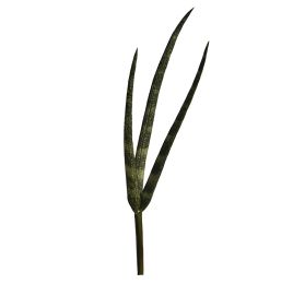 SANCEVERIA PICK X 3 H 24CM GREEN