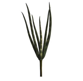SANCEVERIA PICK X 5 H 24CM GREEN