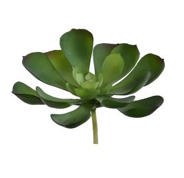 MEDIUM ECHEVERIA 12CM GREEN