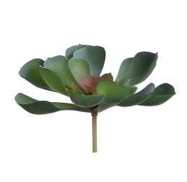 MEDIUM ECHEVERIA 12CM GREY
