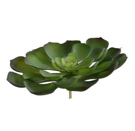 LARGE ECHEVERIA 11CM GREEN